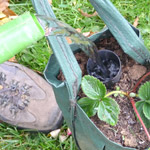 Giesstrichter Giesstrichter befüllen